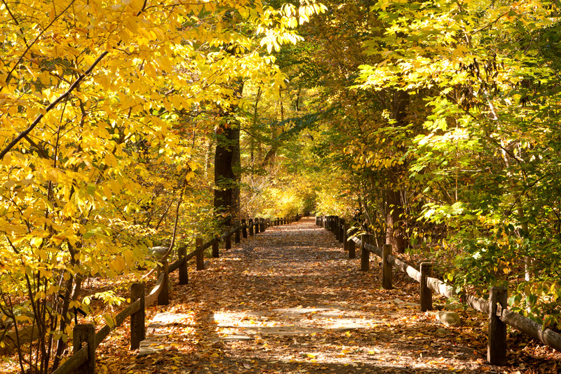 Photo by New York Botanical Garden